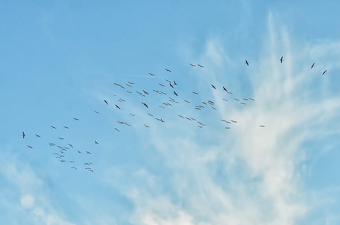 Migration des grues cendrées