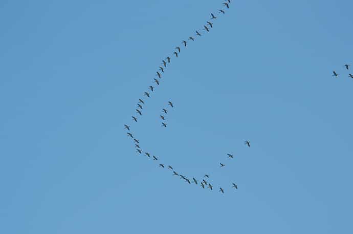 Migration des grues cendrées