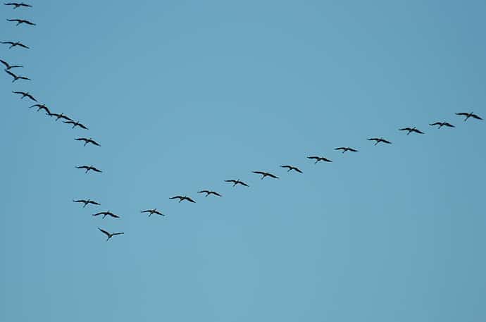 Migration des grues cendrées