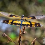 Macro d'une libellule - Allepey, Inde - 22 octobre 2012