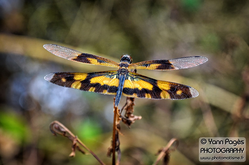 Macro d'une libellule - Allepey, Inde - 22 octobre 2012