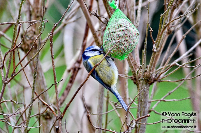 Mésange bleue