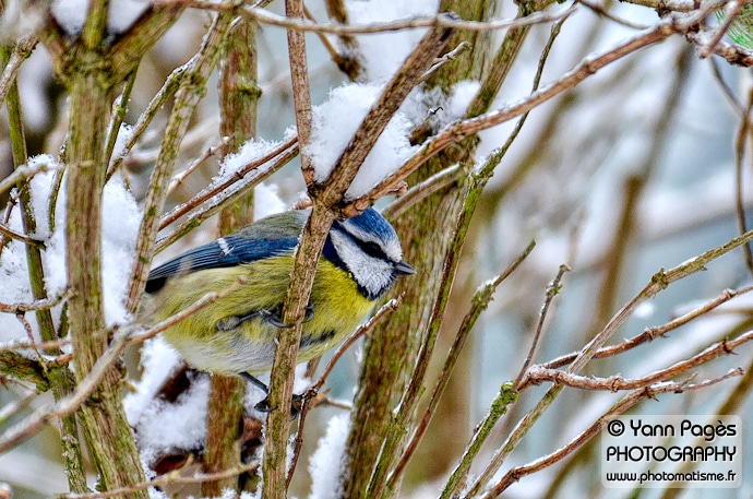 Mésange bleue