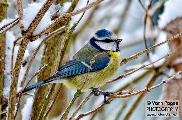 Mésange bleue