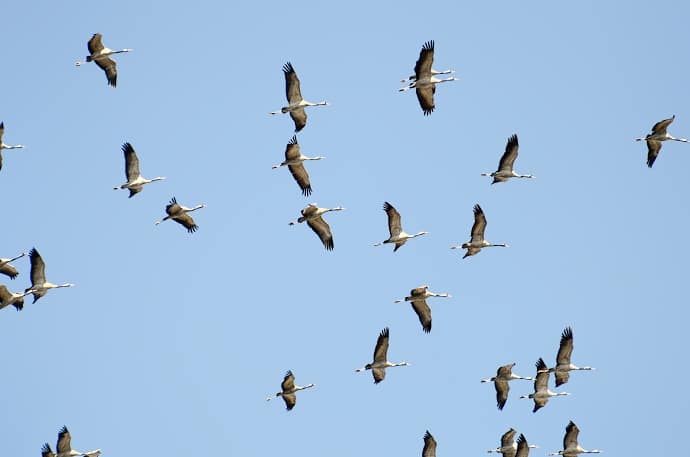 Migration des grues cendrées