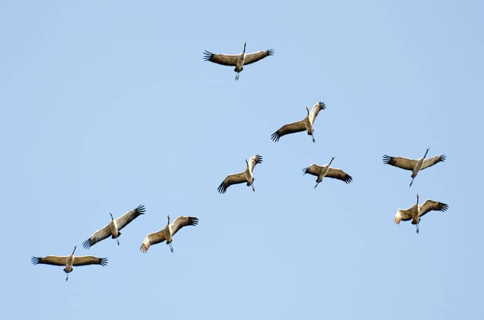 Migration des grues cendrées