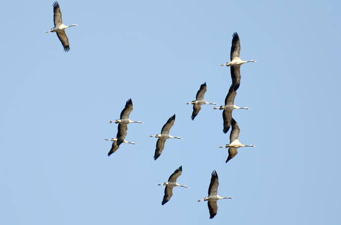 Migration des grues cendrées