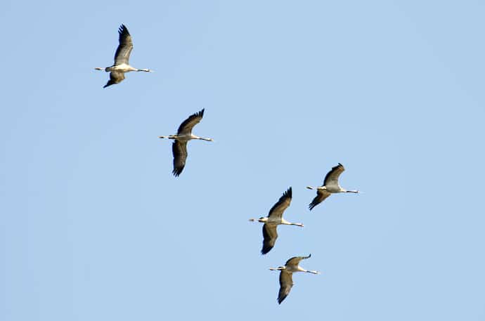 Migration des grues cendrées