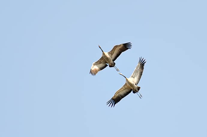 Migration des grues cendrées