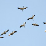 Migration des grues cendrées