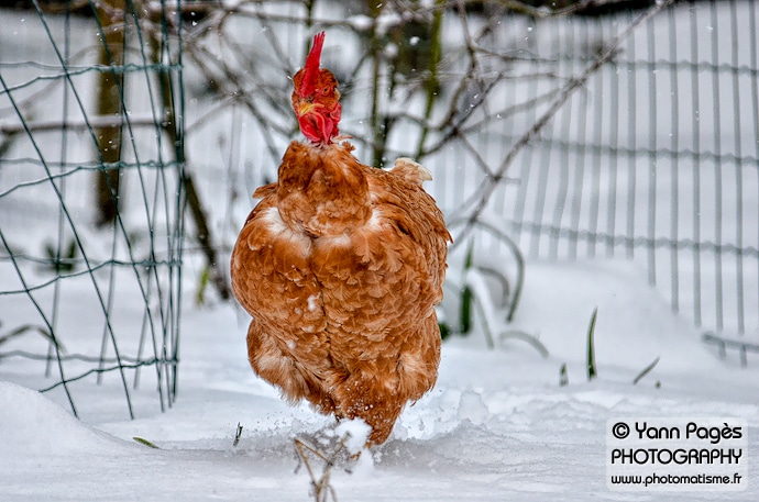 Poule à cou nu dans la neige