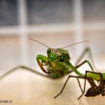 Mante religieuse contre araignée