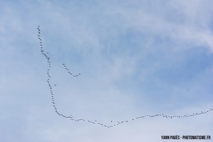 Migration des grues cendrées