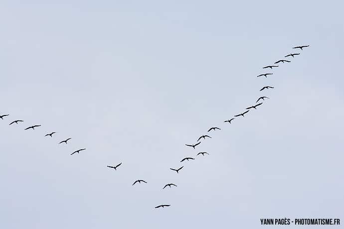 Migration des grues cendrées