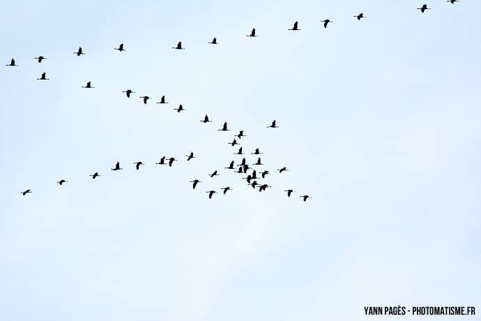 Migration des grues cendrées