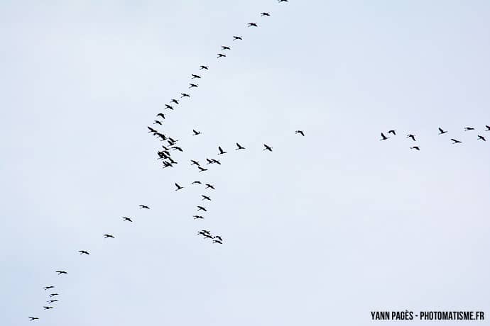 Migration des grues cendrées