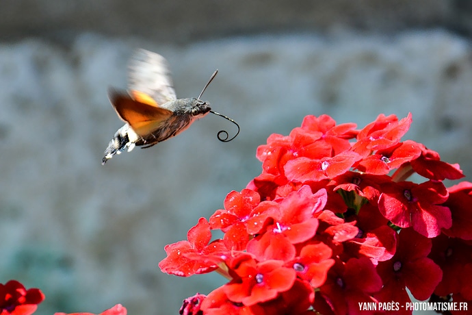 Papillon colibri