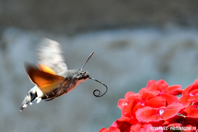 Sphinx-Colibri