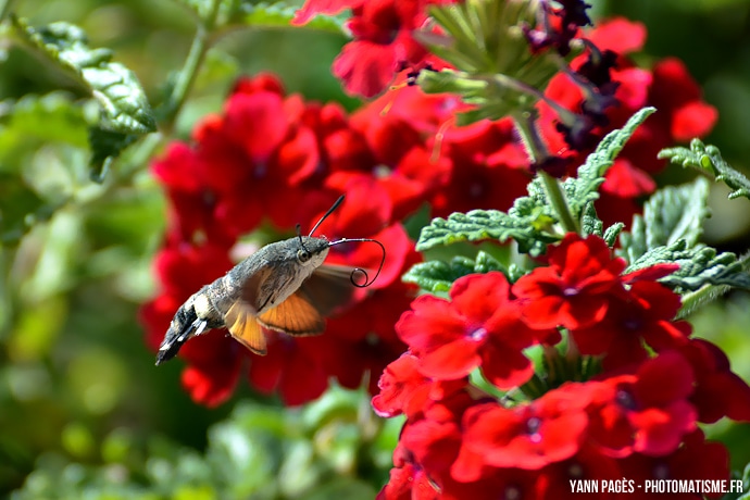 Sphinx-Colibri