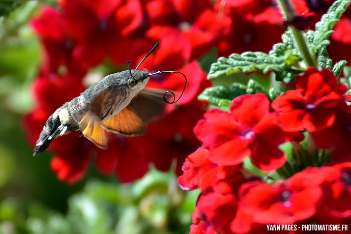 Sphinx-Colibri