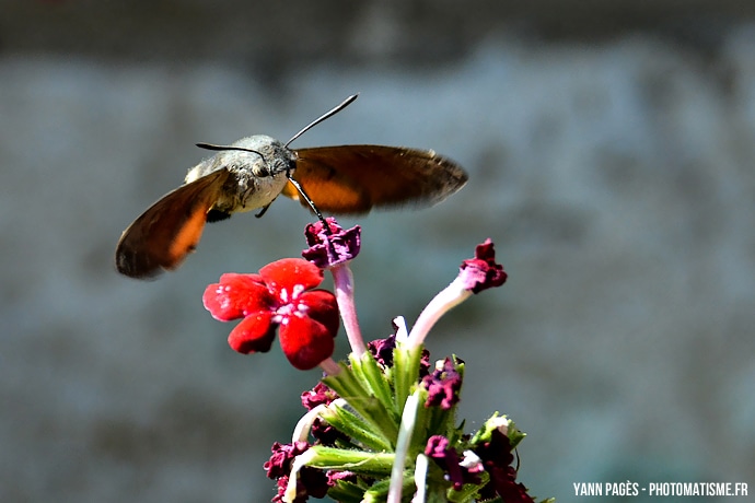 Papillon colibri