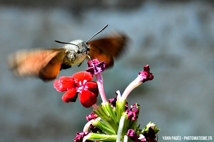 Papillon colibri