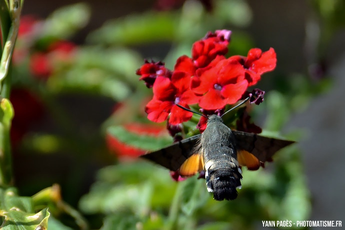 Papillon colibri