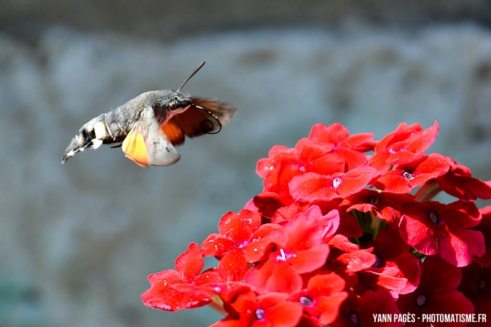 Papillon colibri