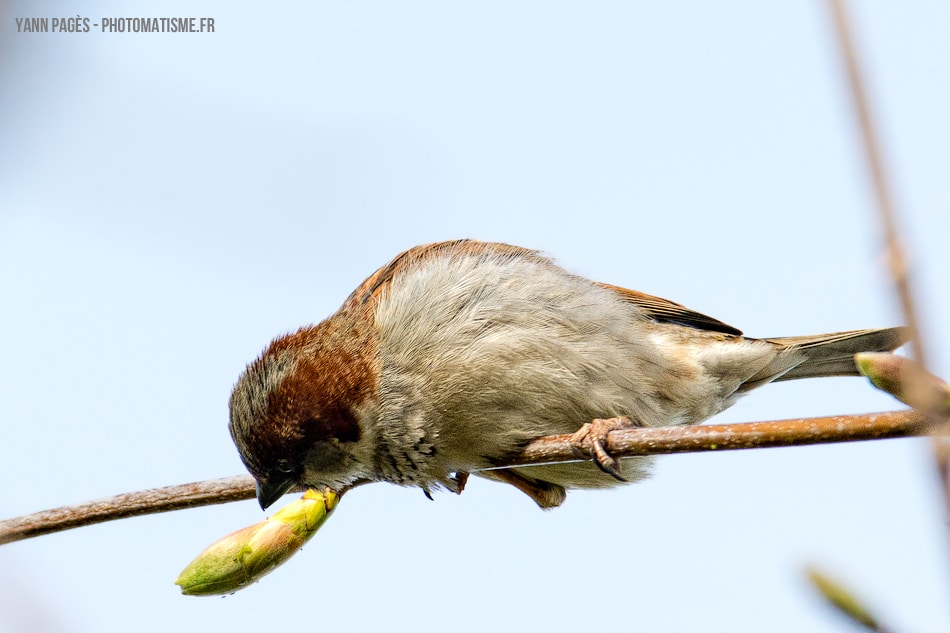 Moineau