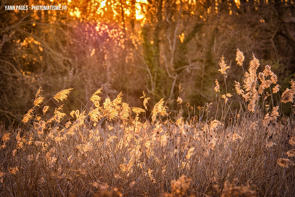 Soleil couchant au Lac de Châlette-sur-Loing