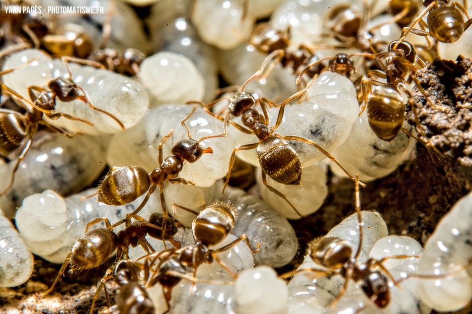 Fourmis et les larves