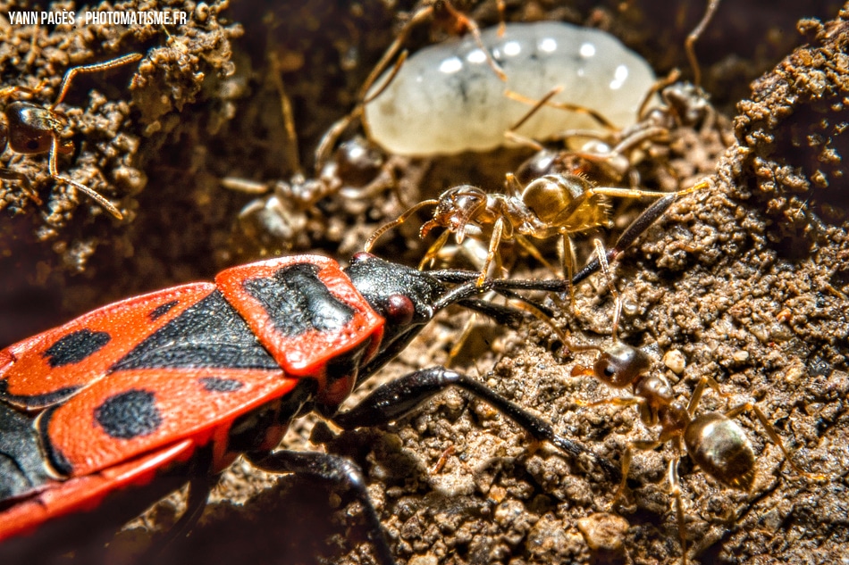 Fourmis, larve et gendarme