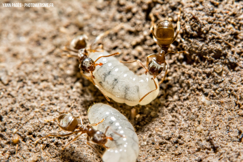 Macro de fourmis