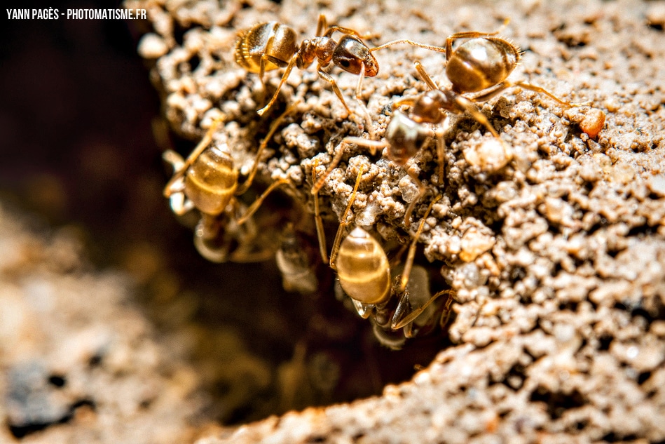 Macro de fourmis