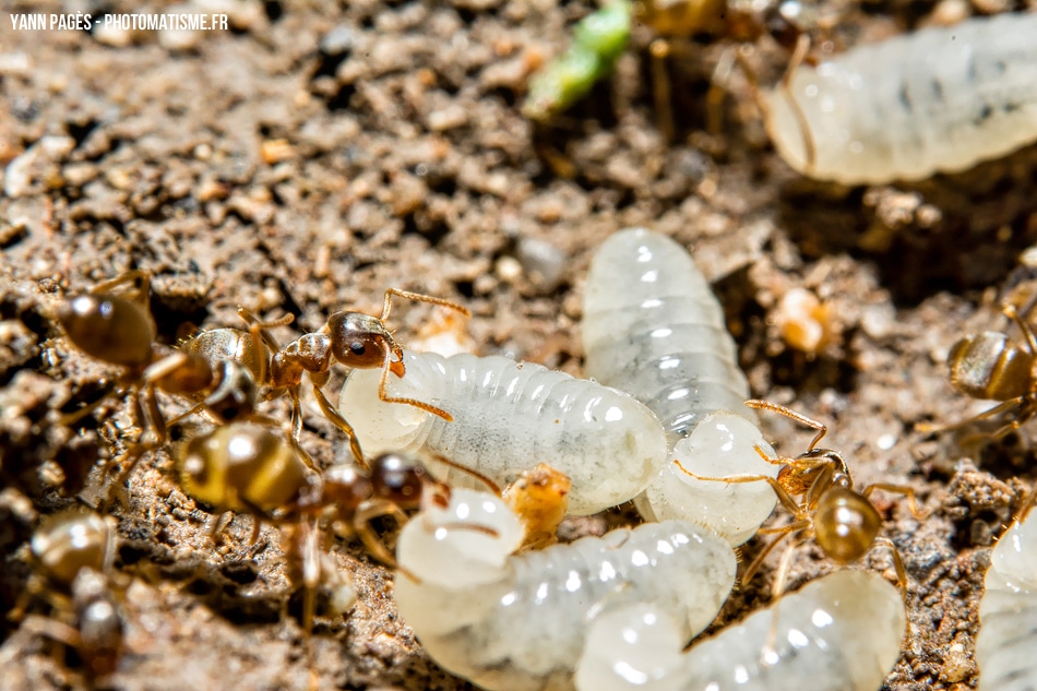 Macro de fourmis et de larves