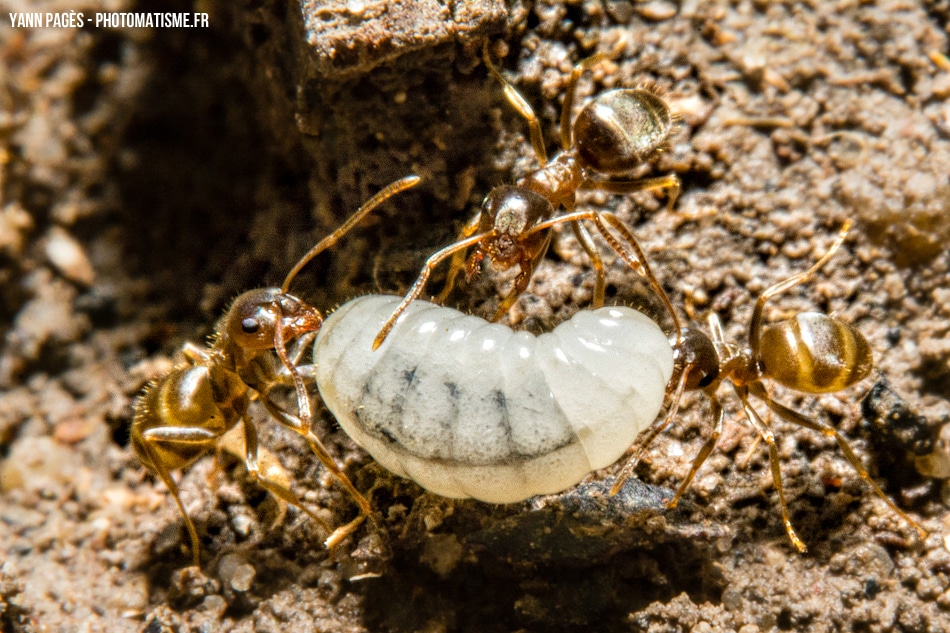 Macro de fourmis et de larves