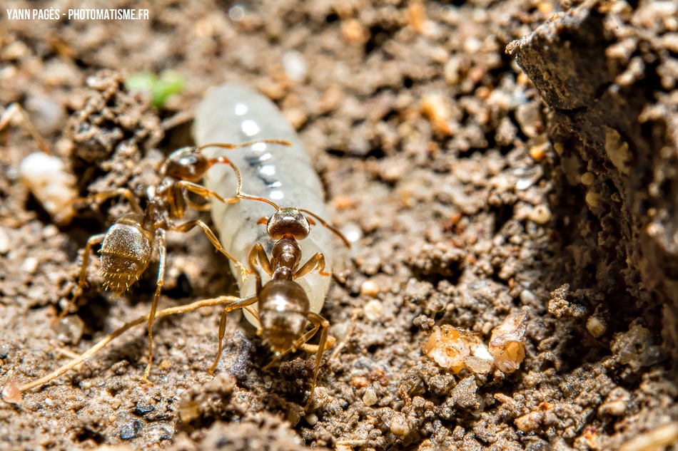 Macro de fourmis et de larves