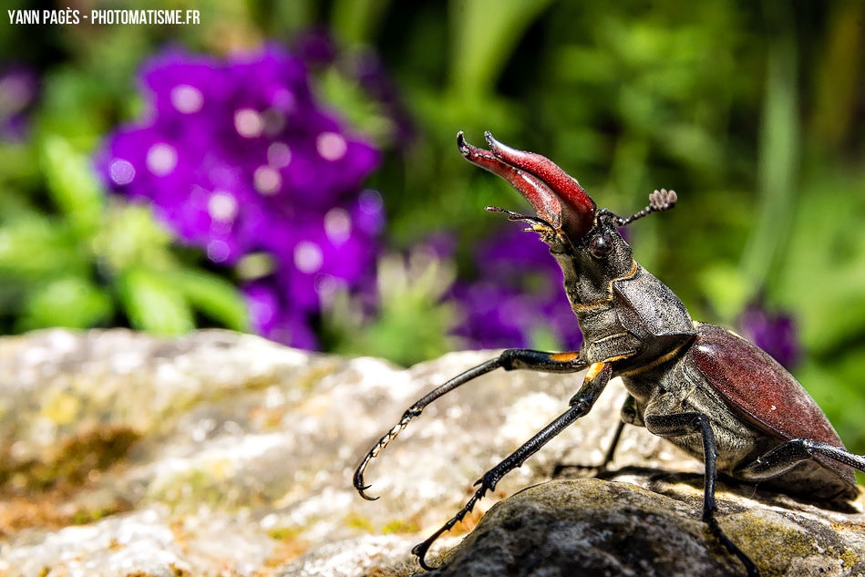 Macro scarabée cerf-volant