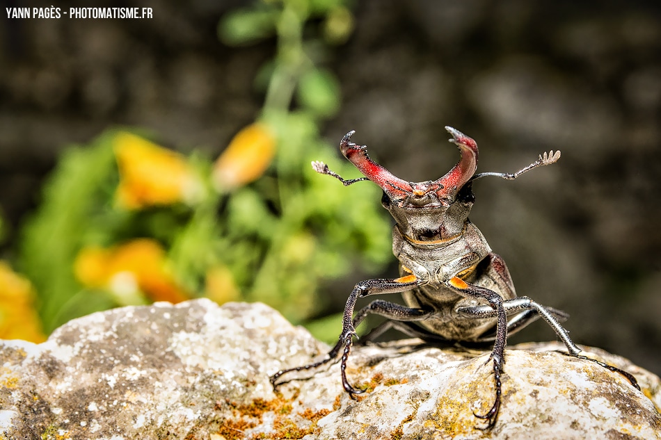 Macro bousier - scarabée cerf-volant