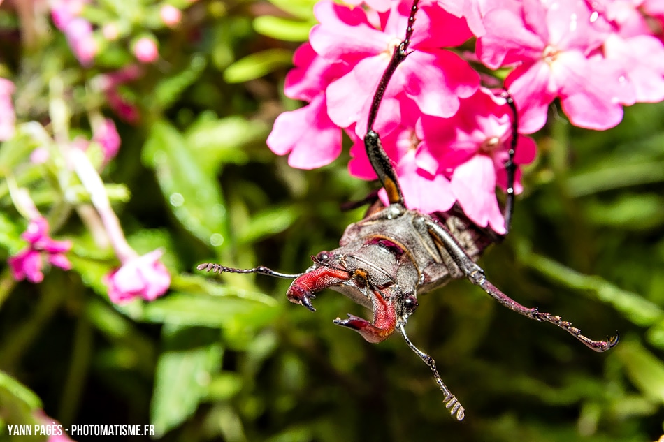 Macro bousier - scarabée cerf-volant