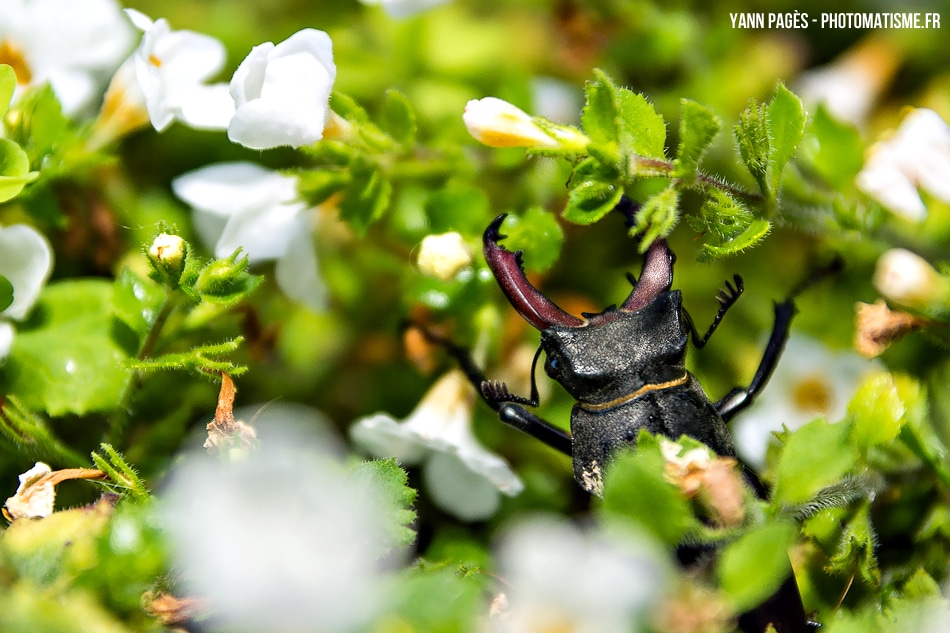 Macro Coléoptères - scarabée cerf-volant