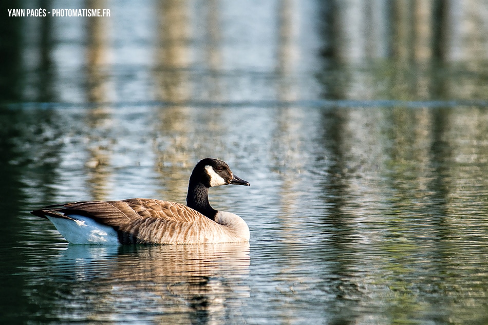 Faune - Lac de Châlette-sur-Loing