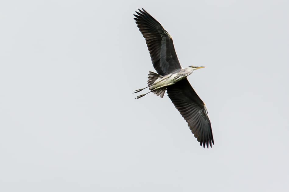 Faune - Lac de Châlette-sur-Loing