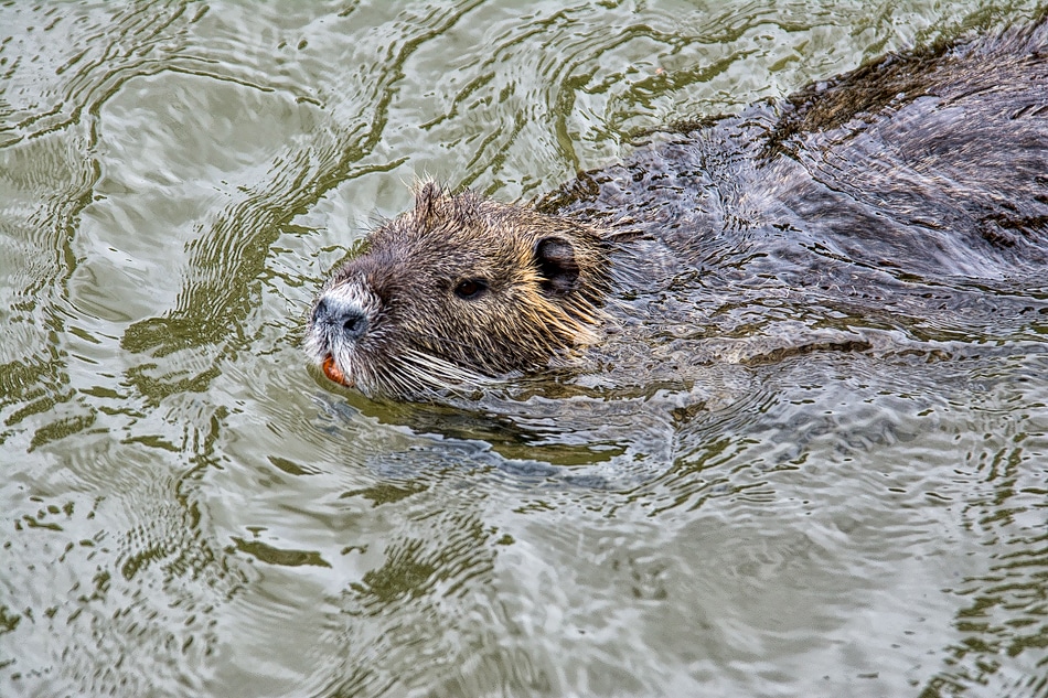 Faune - Lac de Châlette-sur-Loing