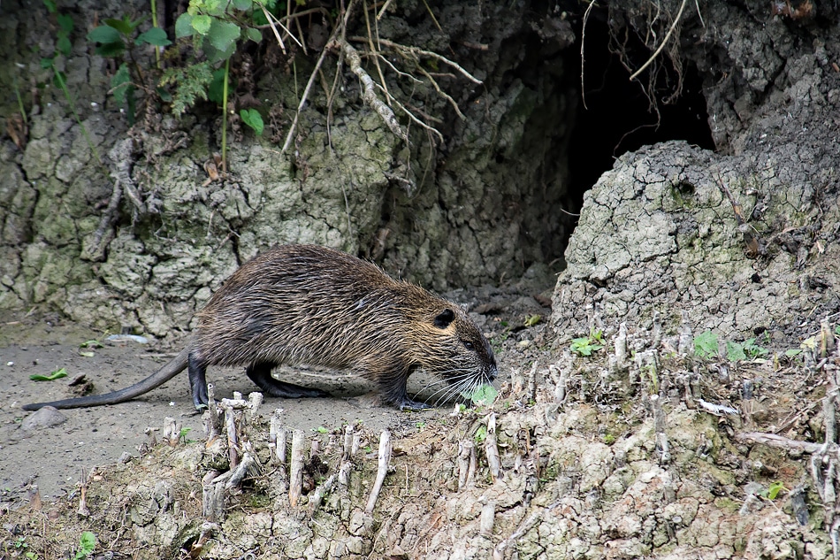 Faune - Lac de Châlette-sur-Loing