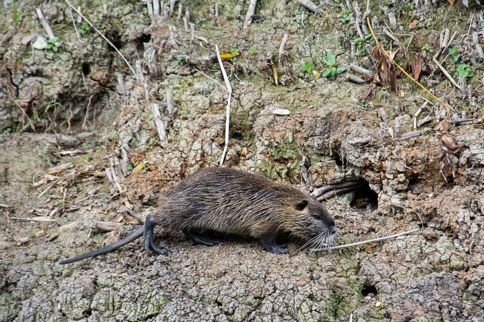 Faune - Lac de Châlette-sur-Loing