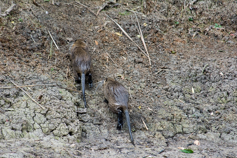 Faune - Lac de Châlette-sur-Loing