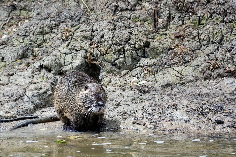 Faune - Lac de Châlette-sur-Loing