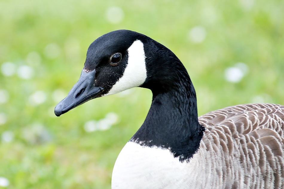 Faune - Lac de Châlette-sur-Loing