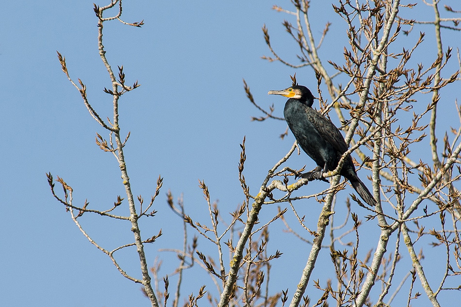 Faune - Lac de Châlette-sur-Loing